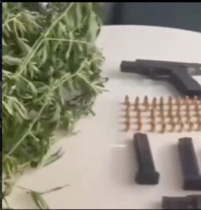 CIPE – Caatinga erradica 10 mil pés de maconha e apreende armas em Curaçá (BA)